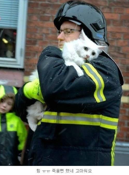 화재에서 구출된 고양이 덴마크 vs 러시아.jpg