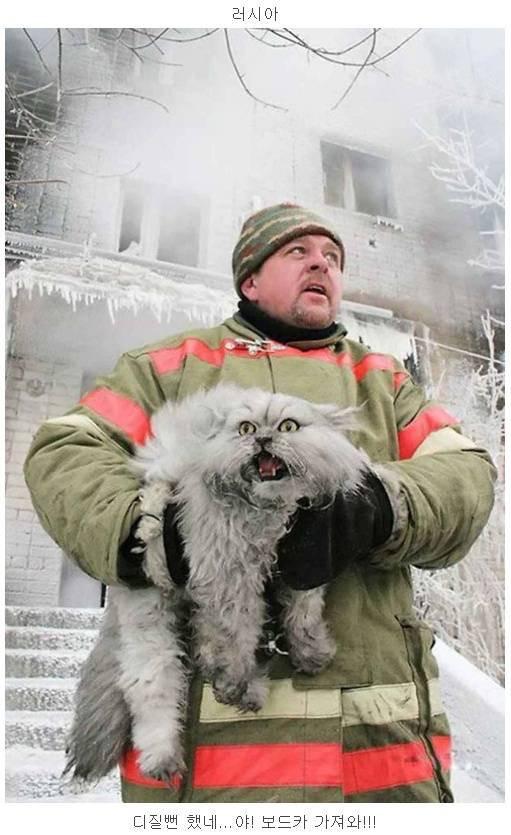 화재에서 구출된 고양이 덴마크 vs 러시아1.jpg