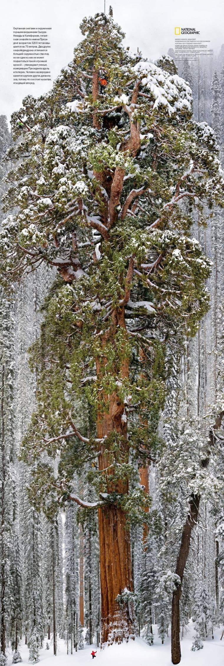 3200살 나무.jpeg