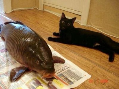 고양이한테 생선 맡기기.jpg