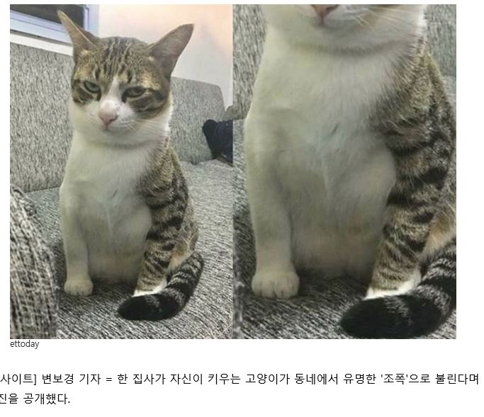 조폭문신 고양이....jpg