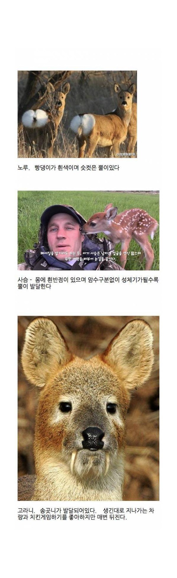 노루와 사슴, 고라니 분류법.jpg