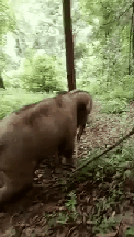 우리가 몰랐던 코끼리의 신속한 이동방법.gif