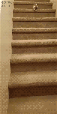 꼬꼬마 고양이의 계단내려가기.gif