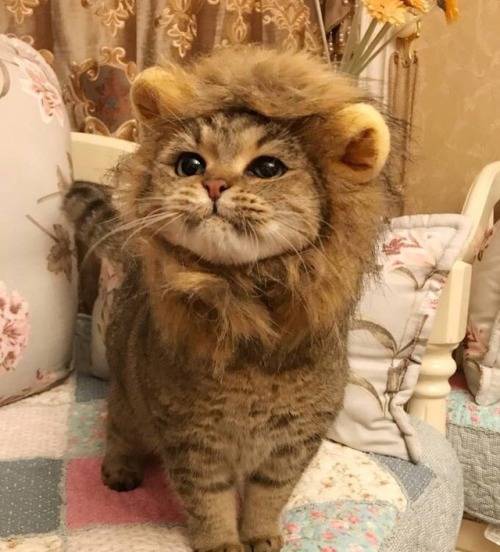 Lion cat (2).jpg