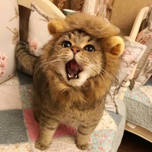 Lion cat (1).jpg
