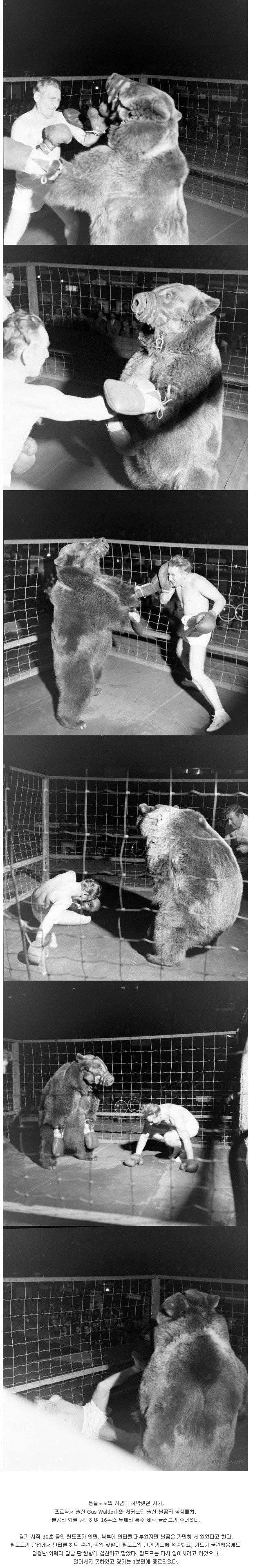 곰 VS 인간 복싱 대결.1.jpg