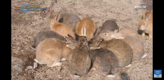 일본 토끼섬의 추악한 진실4.jpg