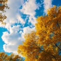 Beautiful And Amazing Autumn Wallpapers Pack-2 (2).jpg