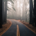 forest-trees-fog-road.jpeg