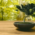 bonsai-wallpaper-3840x2160.jpg