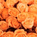 Beautiful Rose Flower Wallpaper (23).jpg