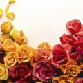 Beautiful Rose Flower Wallpaper (5).jpg