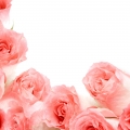 Beautiful Rose Flower Wallpaper (7).jpg