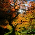 Beautiful And Amazing Autumn Wallpapers Pack-2 (10).jpg