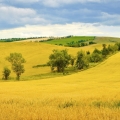 wheat_field-wallpaper-1920x1080.jpg